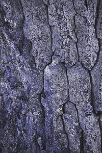 破裂的粗糙紫色树皮背景图片