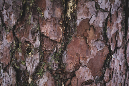 破裂的粗糙的棕色和紫色树皮背景图片
