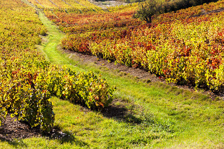 法国RhoneAlpes的Beaujol图片