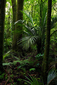 热带丛林森图片