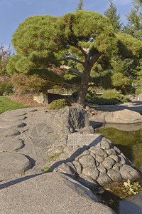 日本花园在塔科马华盛图片