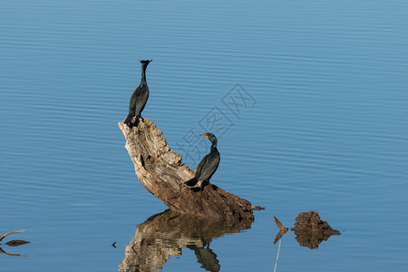 双排扣鸬鹚栖息在湖中枯枝上图片