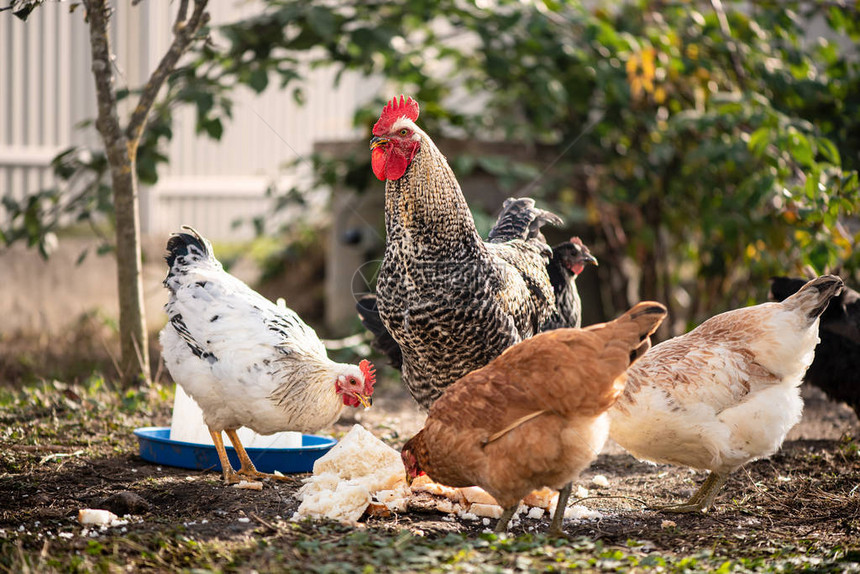 在没有转基因生物的卫生食品上喂家禽在花图片