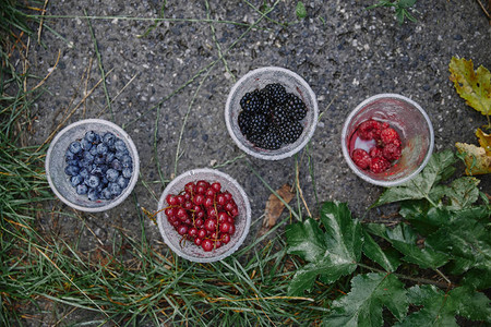 覆盆子醋栗蓝莓和黑莓的顶视图图片