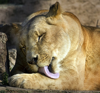 一只大母狮用粉红舌头图片