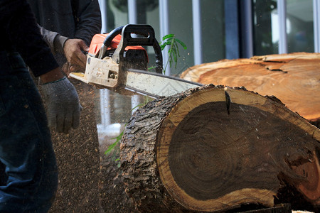 伐木工人用电锯切割树干图片