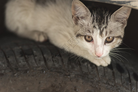 小猫躲在汽车轮胎上图片