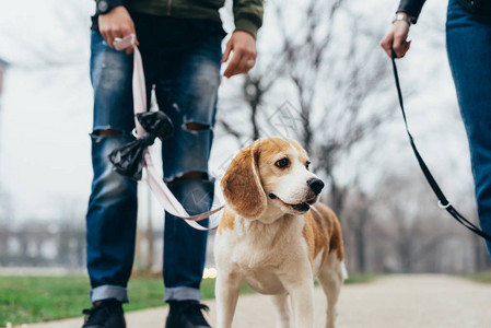 年轻人在户外与法国斗牛犬小狗玩弄皮带忠图片