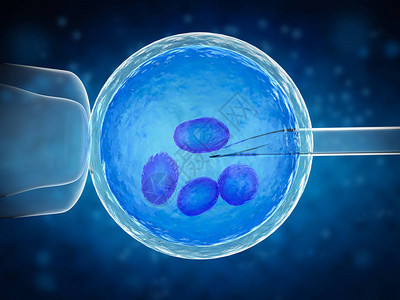 卵母细胞3d使用针头给卵子进行人工受设计图片