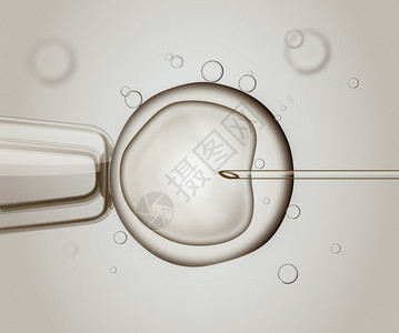 IVF体外受精的宏人类蛋受图片