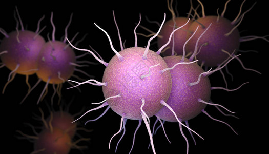 淋病奈瑟菌负责传播感染淋病的细菌图片