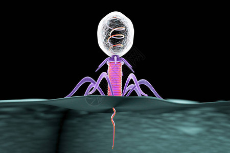 噬菌体感染细菌图片