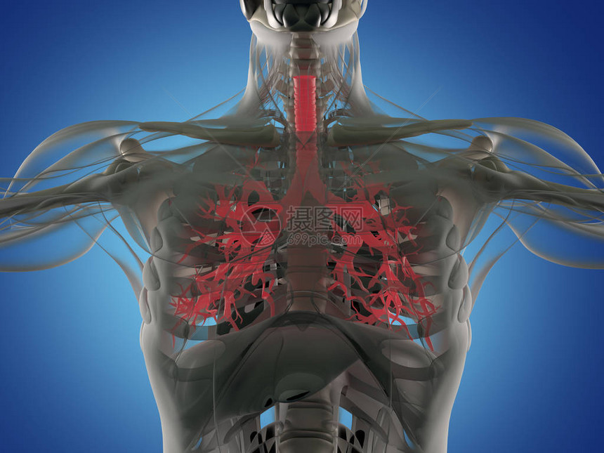 人体支气管解剖model3d插图图片