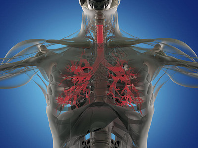 人体支气管解剖model3d插图图片