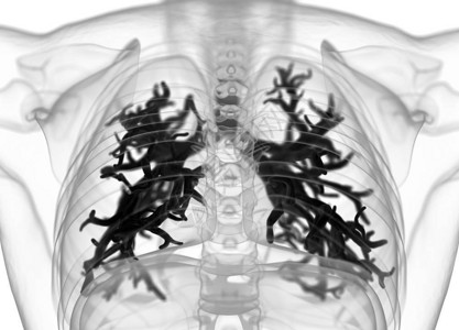 人体支气管解剖model3d插图图片