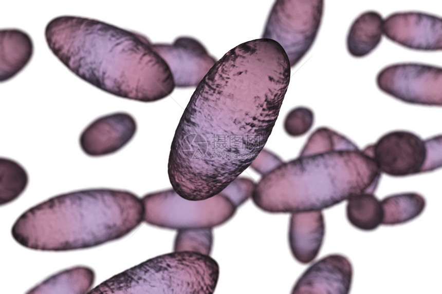3D图例显示两极染色和细菌的无形状A白背景上隔图片
