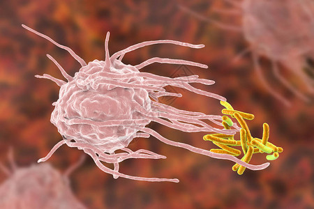 巨噬细胞吞噬结核菌结核分枝杆菌高清图片