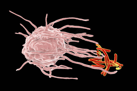 棒状巨噬细胞吞噬结核菌结核分枝杆菌插画