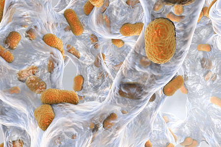鲍翅鲍曼不动杆菌的生物膜设计图片