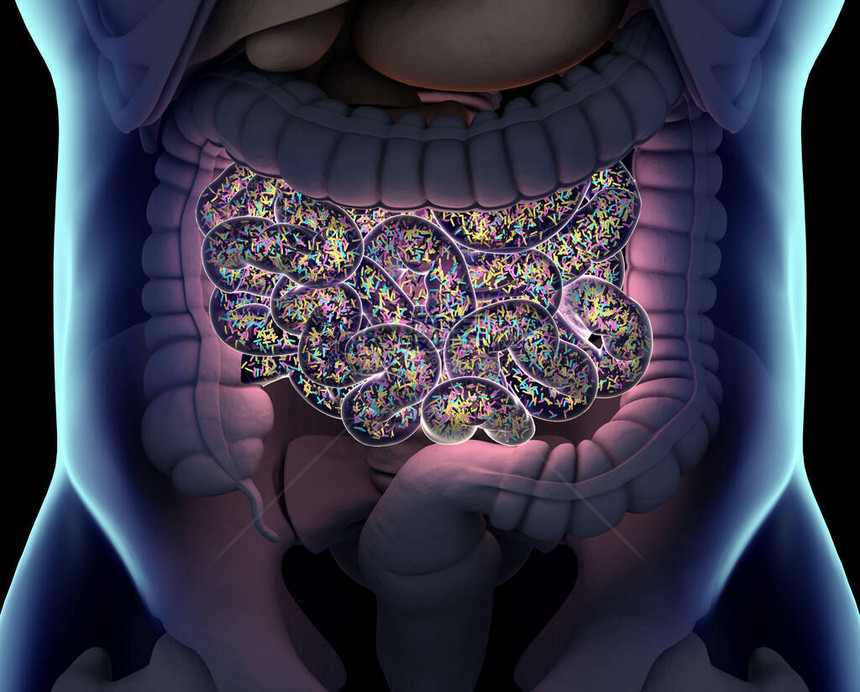 人体消化系统的解剖图3D插图图片