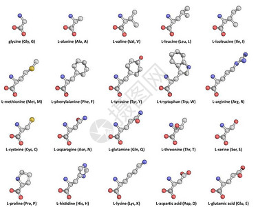 丙氨酸20种标准蛋白LAmino酸在球插画