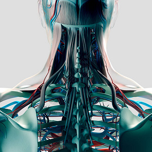 人类颈部和脊椎解剖模图片
