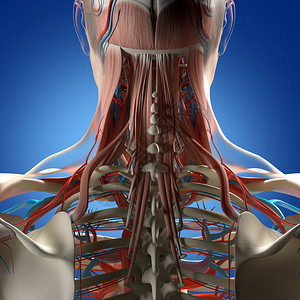 人类颈部和脊椎解剖模图片