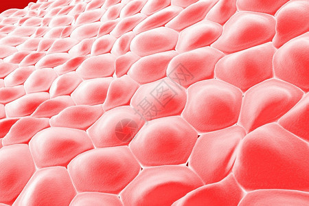 细胞层人体皮肤细胞上皮细胞组织学图解剖图解医学图插画