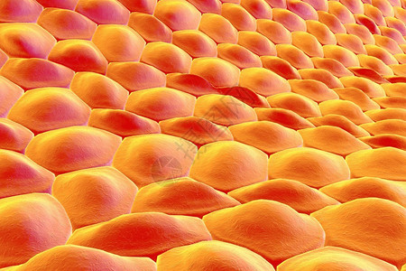 细胞层人体皮肤细胞上皮细胞组织学图解剖图解医学图背景图片