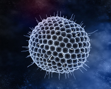 水痘带状疱疹或水痘带状疱疹VZV是已知会感染人类和脊椎动物的八种疱疹之一VZV仅影响人类背景图片