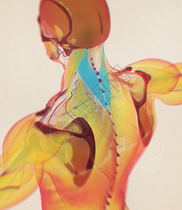 人体脾脏解剖模型3D插图图片