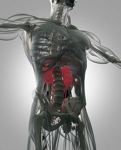 人体肾脏解剖模图片