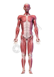 人体解剖3D插图男肌肉系统全体图片