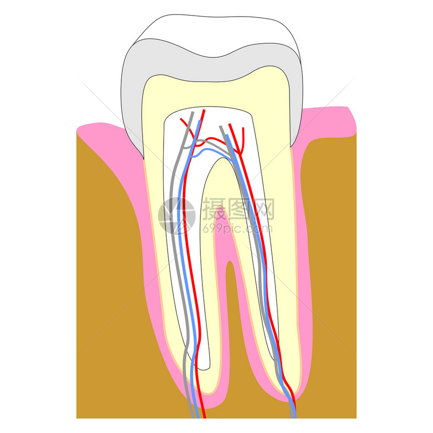 显示牙齿解剖结构的牙齿横截面图片