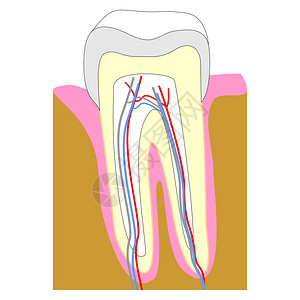 显示牙齿解剖结构的牙齿横截面图片