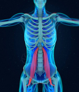 女腰大肌解剖模型3D插图图片