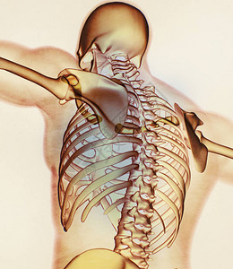 人体颈骨解剖模图片