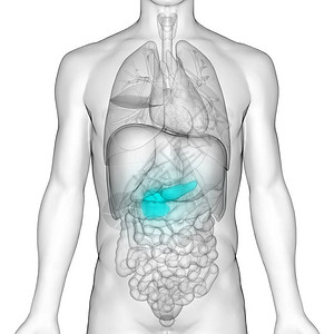 人体内消化器官胰腺解剖3图片