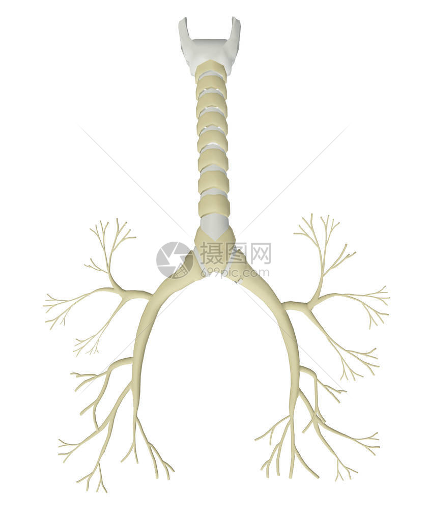 孤立在白色背景上的支气管树图片