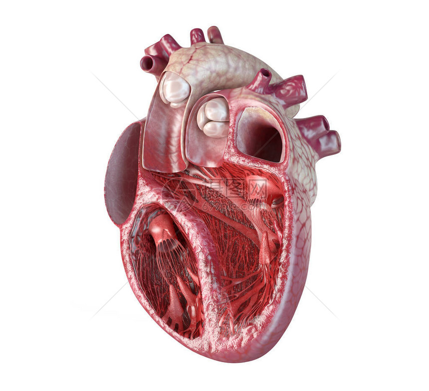 人类心脏交叉剖面有详细的内部结构在白图片