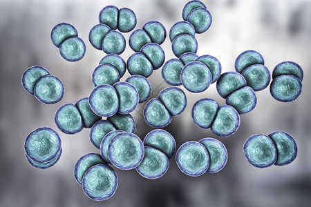 淋病导致传染感淋病的gram阴细菌图片