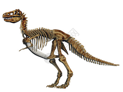 因弗诺恐龙的骨架插画