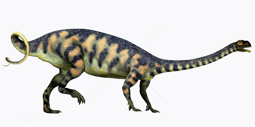 Massospondylus是南非侏罗纪时期的一种食草图片