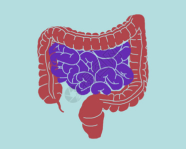 肠道解剖学肠道的插图插图图片