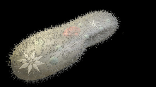 纤毛3d生物模型设计图片
