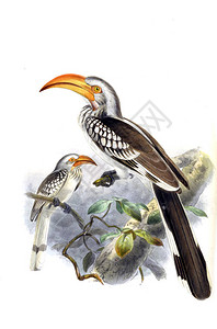 鸟类的插图旧图背景图片