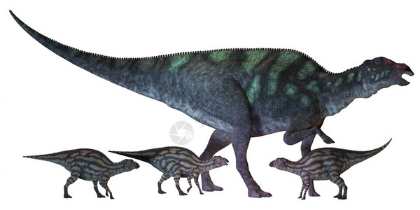 迈瑙是一种大型鸭嘴恐龙插画
