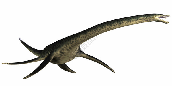 斯泰敏达斯泰克斯龙是生活在北美堪萨斯白鲸时期的一种海洋爬行动物插画