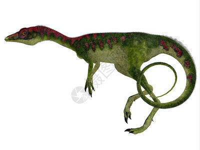 Compsognatthus是欧洲侏罗纪时期的小型食肉类图片