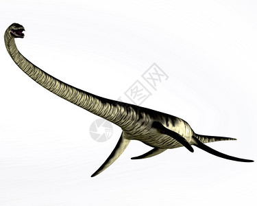 Elasmosaur是生活在北美堪萨斯白鲸时期的图片